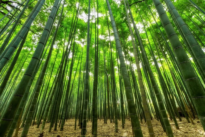 Sagano Bamboo Forest, Japan